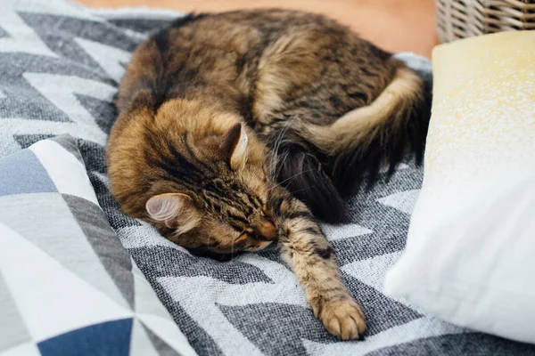 Gato Bonito Tabby Dormindo Cama Confortável Entre Travesseiros Momento Doce — Fotografia de Stock