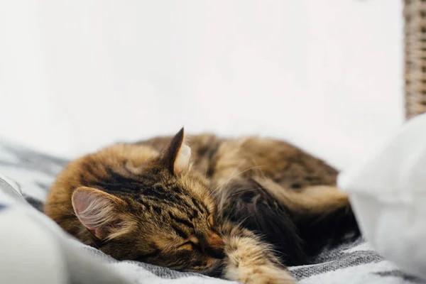 Entzückende Maine Coon Entspannt Ruht Auf Einer Modernen Decke Weichem — Stockfoto