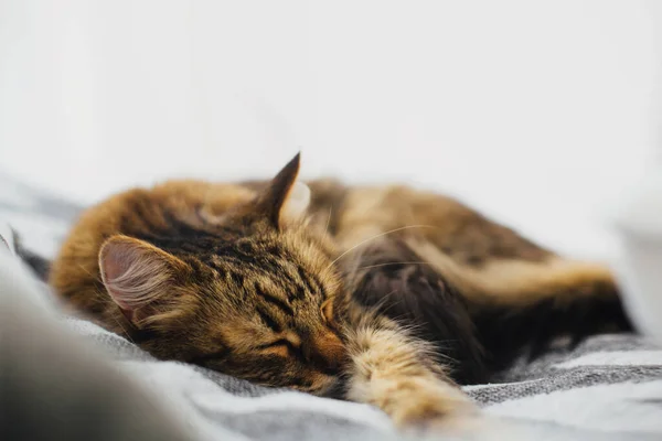 可爱的胖胖的猫睡在枕头间舒服的床上 温馨舒适的片刻 美容美发舒适舒适 舒适舒适地躺在现代毛毯上 家中光线柔和 — 图库照片