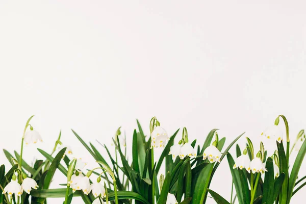 Flores Primavera Que Crecen Sobre Fondo Blanco Con Espacio Para —  Fotos de Stock