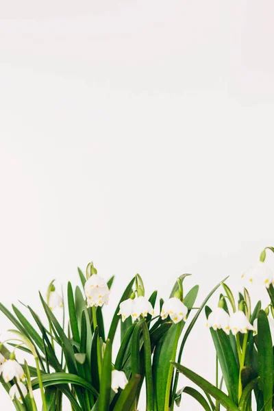 Spring Flowers Growing White Background Copy Space Hello Spring Fresh — Stock Photo, Image