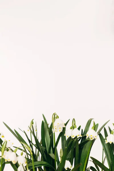 Hello Spring Spring Flowers Growing White Background Copy Space Fresh — Stock Photo, Image