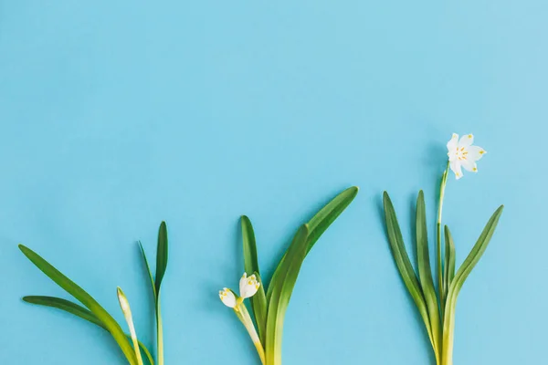 Frühlingsblumen Wachsen Zyklus Auf Blauem Hintergrund Flach Lag Hallo Frühling — Stockfoto