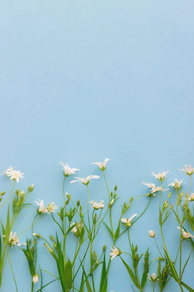 Hranice Divokých Květin Pozadí Modrého Papíru Rovina Ležela Prostorem Pro — Stock fotografie