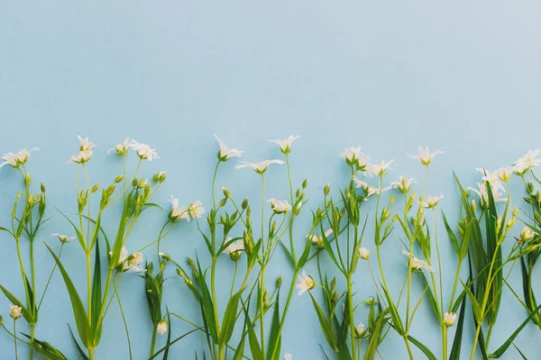 Květinový Rámeček Jarních Divokých Květin Pozadí Modrého Papíru Plochý Ležel — Stock fotografie