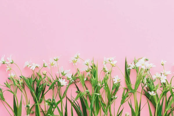 Дикі Квіти Ніжна Рамка Фоні Рожевого Паперу Плоский Простір Тексту — стокове фото