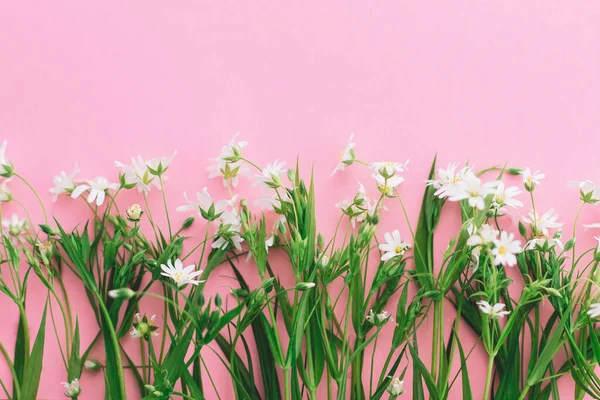 Kvetoucí Jarní Bílé Květy Květinové Přání Šablony Divoké Květiny Růžovém — Stock fotografie