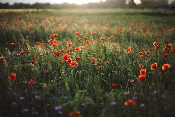 Поппи Кукурузные Цветы Солнечном Свете Летнем Лугу Атмосферный Прекрасный Момент — стоковое фото