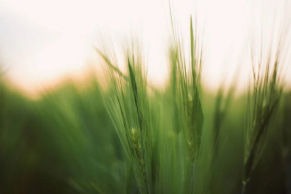 Tallos Centeno Verde Cebada Luz Del Atardecer Campo Verano Enfoque —  Fotos de Stock