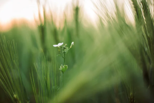 밭에서 때에는 보리푸른 사이에 야생무더운 꽃들이 감싸여 시골에서의 여름에 선택적으로 — 스톡 사진