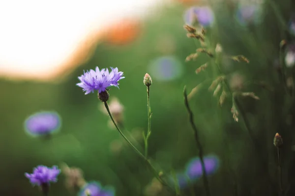 Çiçekler Gün Batımında Yeşil Çimenler Yaz Çayırlarında Seçici Bir Odak — Stok fotoğraf