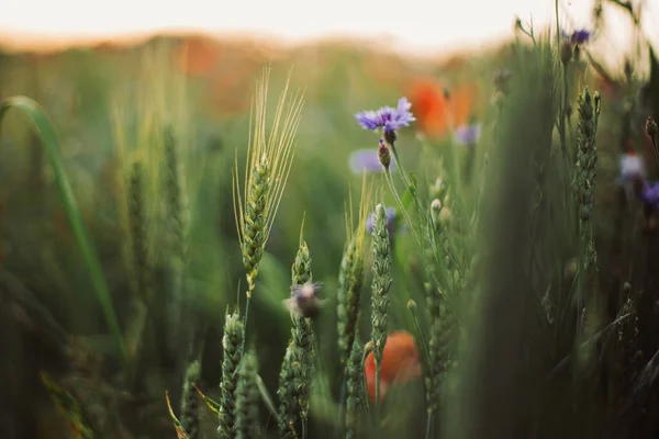 Пшениця Кукурудзяні Квіти Світлі Заходу Сонця Літньому Лузі Вибірковий Фокус — стокове фото