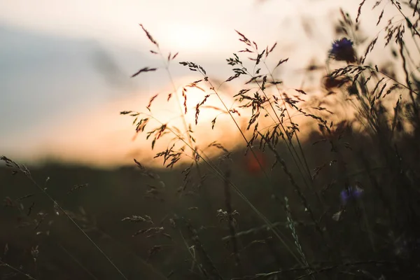 夏の牧草地で日没の光の中でハーブや草 選択的な焦点 野生の花は暖かい光の中で 田舎の夏に閉じます 静かな美しい農村部の瞬間 — ストック写真