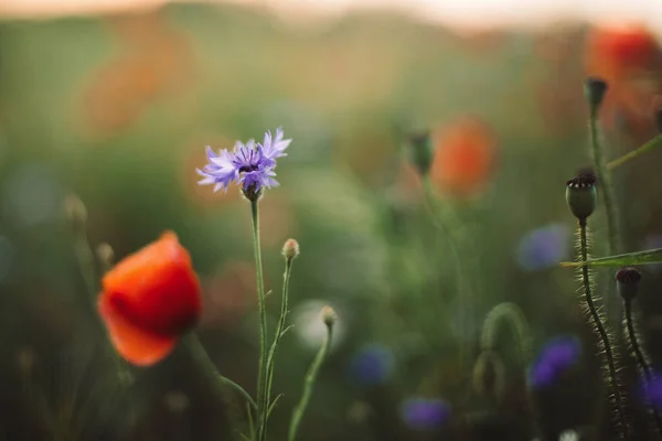 Poppy Dan Cornflowers Dalam Cahaya Matahari Terbenam Padang Rumput Musim — Stok Foto