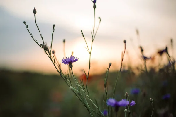 Cornflowers Hierba Verde Luz Del Atardecer Prado Verano Enfoque Selectivo — Foto de Stock