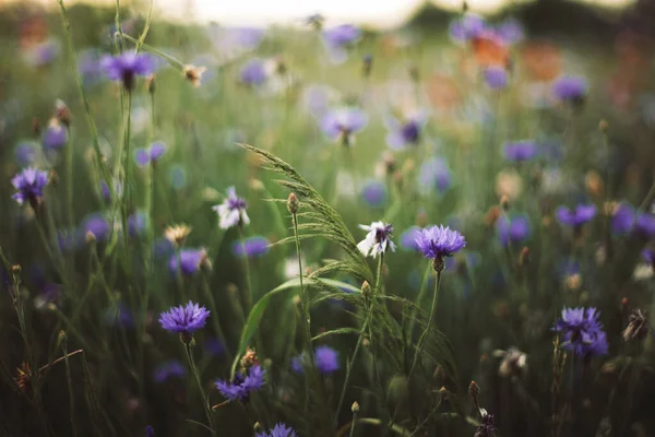 夏の牧草地で日没の光の中でコーンフラワーと緑の草 選択的な焦点 大気中の美しい瞬間 野生の花の百合は 田舎の暖かい光 夏に閉じます — ストック写真