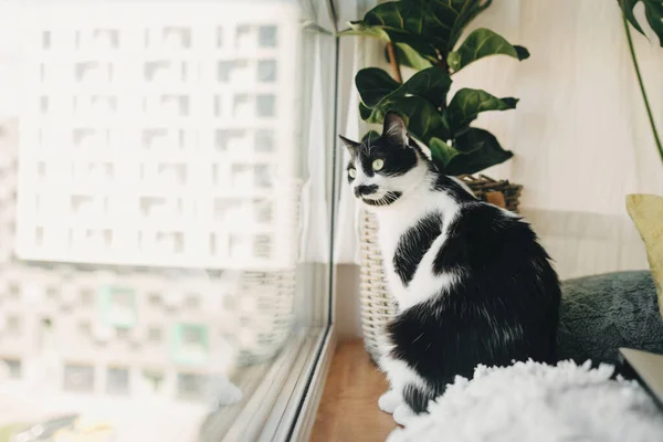 Lustige Katze Sitzt Fenster Und Schaut Auf Der Straße Während — Stockfoto