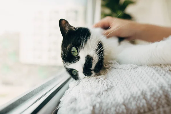 可爱的猫 滑稽的样子躺在窗边的枕头上 检疫期间与猫玩耍的人 在有植物的现代房间里 有一双绿色眼睛的可爱的猫 呆在家里注意安全 — 图库照片