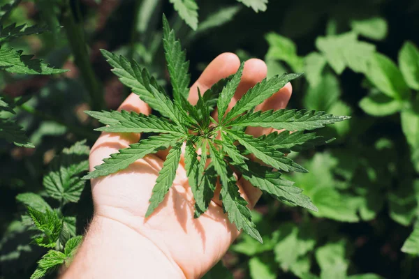 Cannabis Leaves Farmers Hands Growing Cannabis Sativa Outdoors Medical Marijuana — Stock Photo, Image