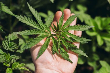 Marihuana yaprakları çiftçilerin elinde. Açık havada kenevir yetiştirmek. Tıbbi marihuana ekimi. Alternatif bitkisel ilaçlar, marihuana yasallaştırma. Kenevir çiftliği
