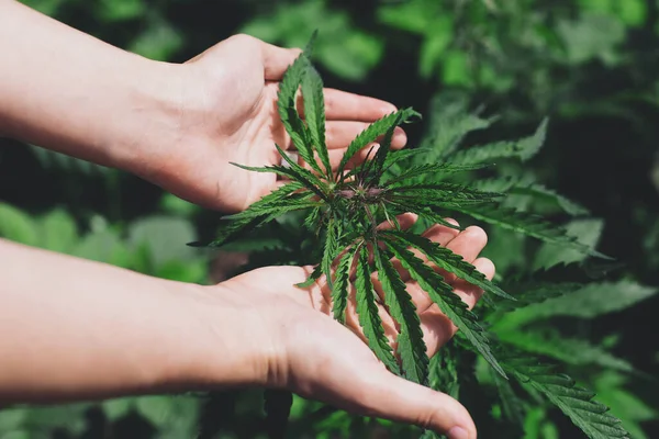 Cannabis Lämnar Jordbrukarnas Händer Odlar Cannabis Sativa Utomhus Medicinsk Marijuanaodling — Stockfoto