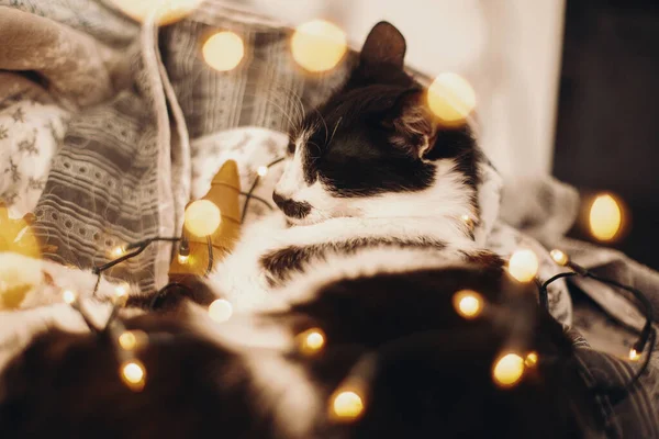 Gato Bonito Dormindo Luzes Festivas Natal Bokeh Cobertor Cinza Casa — Fotografia de Stock