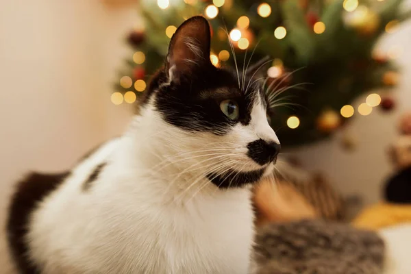 Χαριτωμένο Γάτα Κάθεται Στο Φόντο Του Χριστουγεννιάτικου Δέντρου Χρυσά Φώτα — Φωτογραφία Αρχείου