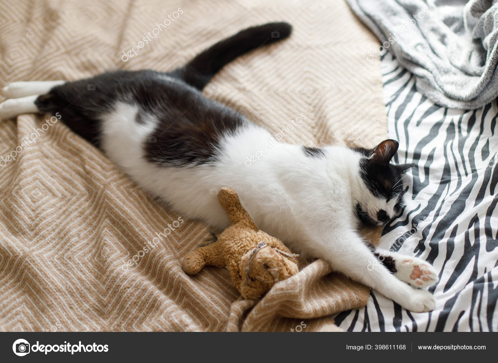 Søt Katt Som Sover Senga Med Sin Kosebamse Flott Utsikt – stockfoto ©  Sonyachny #398611168, image size:1600x1167