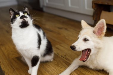 Şirin kedi ve köpek yavrusu yerde oturuyor ve sevimli bir bakışları var. Oyuncu siyah beyaz kedi ve tüylü beyaz köpek birlikte oynuyorlar. Evcil hayvanlar evde.