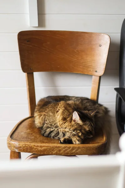 Gato Bonito Tabby Dormindo Cadeira Rústica Madeira Quarto Elegante Animais — Fotografia de Stock