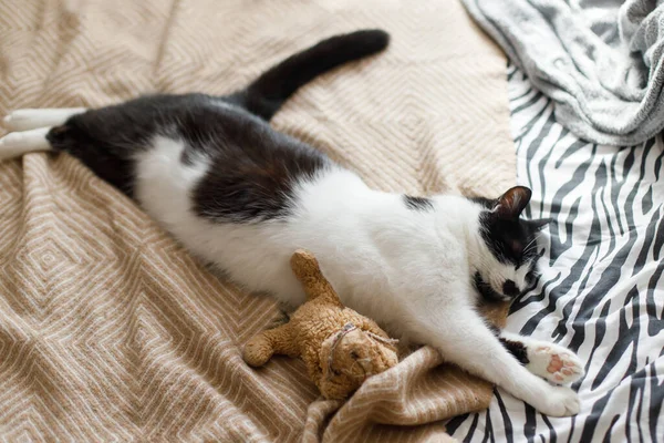 Gato Bonito Dormindo Cama Com Seu Brinquedo Pelúcia Vista Superior — Fotografia de Stock