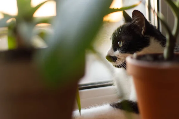 Милая Кошка Сидит Среди Зеленых Растений Подоконнике Смотрит Окно Закате — стоковое фото