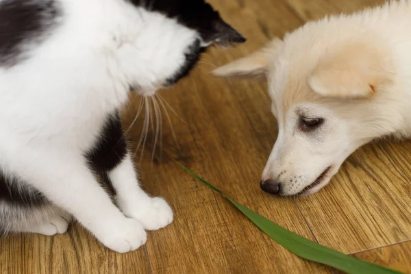 Şirin Kedi Köpek Yavrusu Yerde Oturuyor Sevimli Bir Bakışları Var — Stok fotoğraf