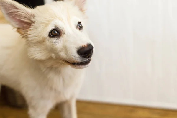 Cute Fluffy White Puppy Adorable Look Standing Background White Wood — Stock Photo, Image