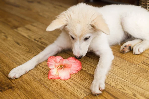 Cute fluffy white puppy smelling pink flower on wooden floor in room. Curious female puppy sniffing gladiolus flower. Copy space. Adoption concept