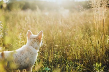 Yaz parkında çimlerin arasında gün batımının ılık ışığında duran sevimli beyaz köpek yavrusu. Şirin pofuduk köpek yavrusu yaz çayırlarında dünyayı keşfediyor. Evlat edinme konsepti, kopyalama alanı. Güzel an