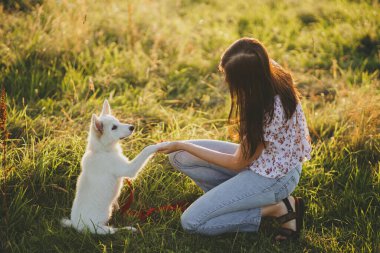 Şirin pofuduk köpek yavrusu, kız sahibine pençe atıyor ve ödül alıyor. Sıcak gün batımı ışığında yaz otlaklarında uslu durması için tatlı beyaz köpek yavrusu yetiştiren bir kadın. Sadık dostum.