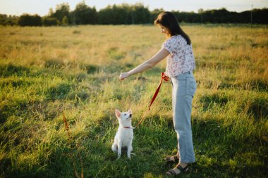 Sıcak gün batımı ışığında yaz otlaklarında uslu durması için tatlı beyaz köpek yavrusu yetiştiren bir kadın. Şirin pofuduk köpek yavrusu şeker için kız sahibine bakıyor. Sadık dostum.