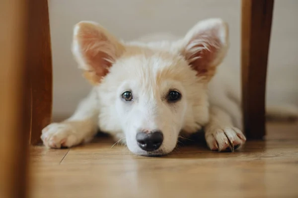 かわいい子犬が木製の床に横たわっている 部屋でリラックスして甘い表情で愛らしい白いふわふわの子犬の肖像画 養子縁組の概念 — ストック写真