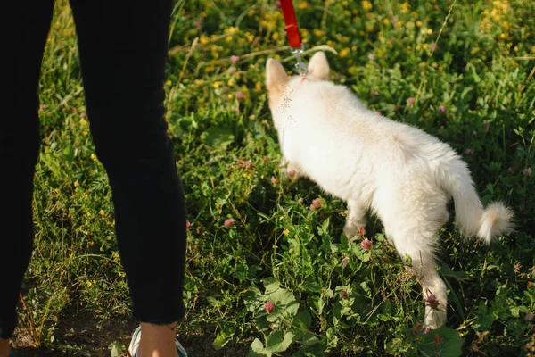 Havalı Hippi Kız Yaz Parkında Sevimli Beyaz Bir Köpekle Yürüyor — Stok fotoğraf