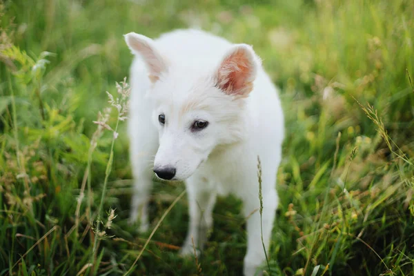Cute Biały Szczeniak Spacery Trawie Parku Letnim Uroczy Puszysty Szczeniak — Zdjęcie stockowe