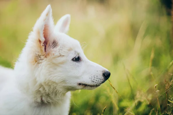 Retrato Cachorro Branco Bonito Luz Quente Pôr Sol Entre Grama — Fotografia de Stock