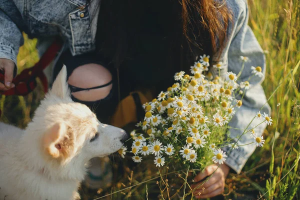 Mignon Chiot Blanc Sentant Les Fleurs Marguerite Dans Lumière Coucher — Photo