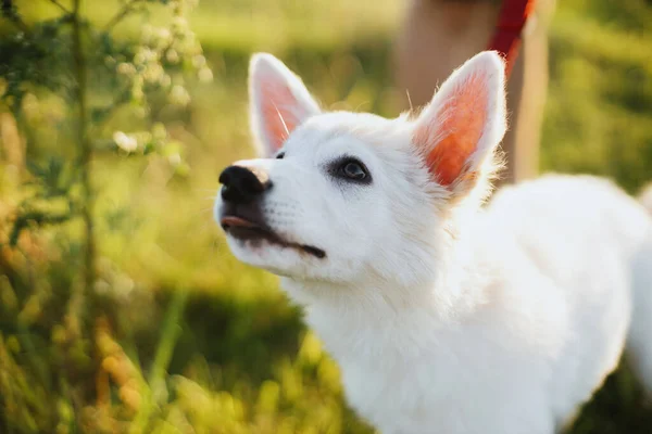 Anjing Putih Lucu Dengan Mata Manis Berjalan Dengan Tali Merah — Stok Foto