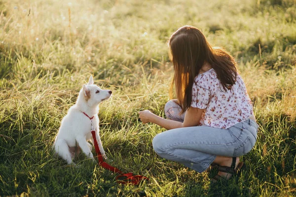 Kobieta Trening Cute Biały Szczeniak Zachowywać Się Lecie Łąka Ciepłym — Zdjęcie stockowe