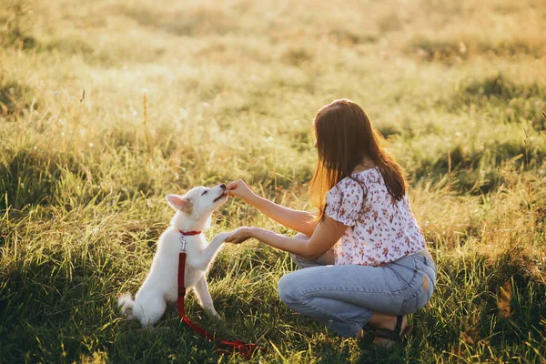 Femme Entraînement Chiot Blanc Mignon Comporter Dans Prairie Été Dans — Photo