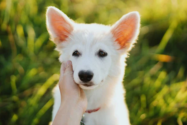 Femme Main Caressant Mignon Visage Chiot Blanc Dans Lumière Coucher — Photo