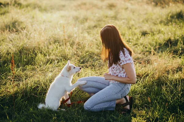 女性の訓練かわいい白い子犬暖かい日没の光の中で夏の牧草地で動作するように 愛らしいふわふわの子犬が女の子の所有者に足を与えます 忠実な友よ — ストック写真