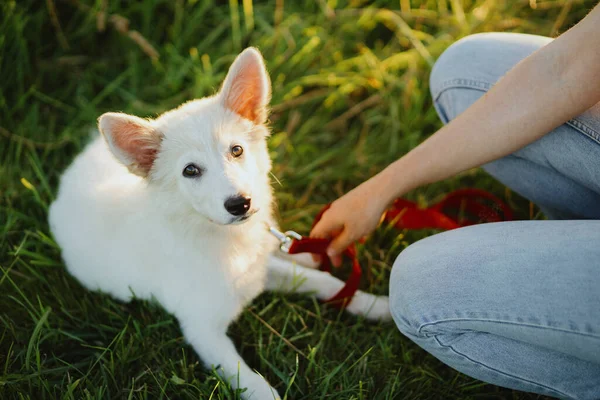 Cãozinho Branco Bonito Com Olhos Doces Sentados Trela Vermelha Parque — Fotografia de Stock