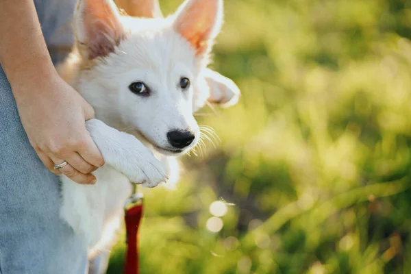 Vrouw Met Schattige Witte Puppy Warm Zonsondergang Licht Zomer Weide — Stockfoto